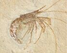 World Class Fossil Shrimp (Aeger tipularius) - Solnhofen #15624-2